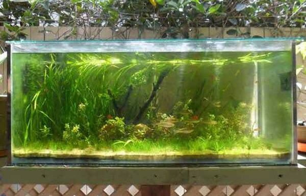 aquarium gardens for fishes 