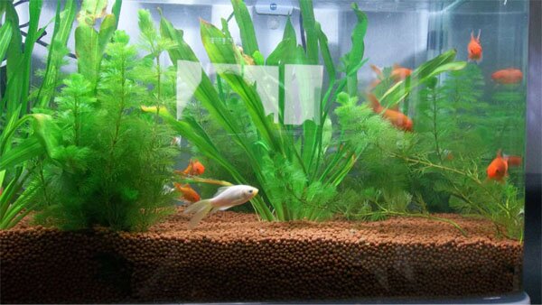 aquarium gardens for fishes 10