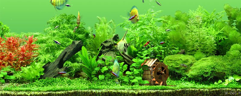 aquarium gardens for fishes 4